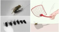 Hogyan lehet elkapni vagy megölni egy repülést?